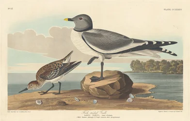 Mewa widłosterna, 1835.