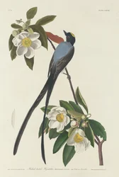 Muchołówka z rozwidlonym ogonem, 1833.
