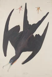 Fregata Pelikan, 1835.