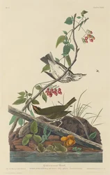 Drozd złotokoronowy, 1832.