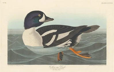 Kaczka Złotooka, 1838.