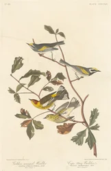 Świstówka złotoskrzydła i wodniczka Cape May, 1838.