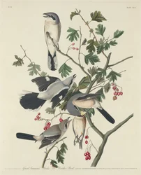 Wielki amerykański dzierzba lub ptak rzeźnik, 1834.