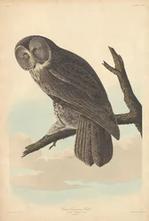 Puszczyk zwyczajny, 1837.