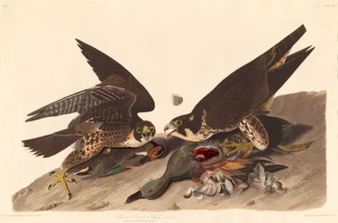 Jastrząb łapy, 1827.
