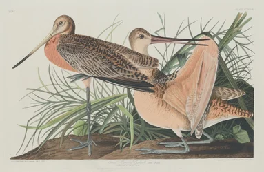 Wielki marmurkowy rycyk, 1835.
