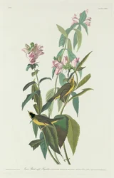 Zielony muchołówka czarnogłowa, 1831