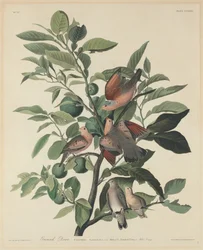 Zmielona gołębica, 1833.