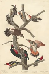 Dzięcioł włochaty, 1838.