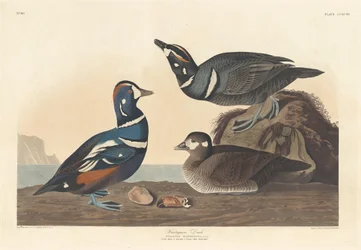 Kaczka Arlekin, 1836.