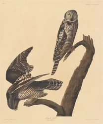 Jastrzębia Sowa, 1837.