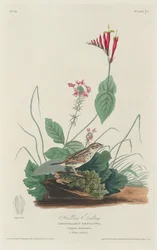 Trznadel Henslowa, 1829.