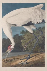 Obracający się żuraw, 1834.