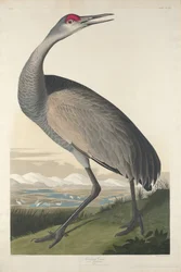Obracający się żuraw, 1835.