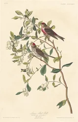 Małopolski Czerwonogłowy, 1837.