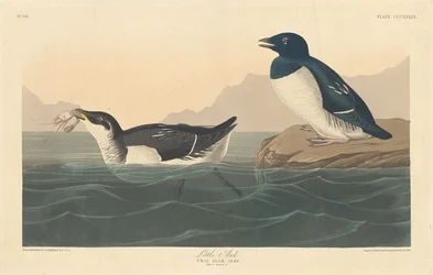 Alka, 1836.