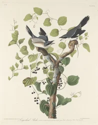 Karłowata Dzierzba, 1829.