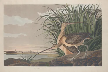 Kulik długodzioby, 1834.