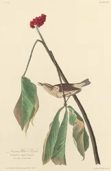 Drozd wodny z Luizjany, 1827.
