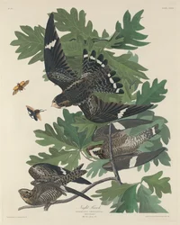 Nocny jastrząb, 1832.