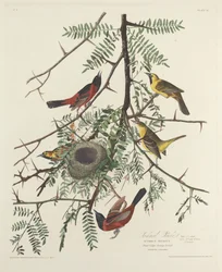 Wilga sadowa, 1828.