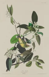 Pokrzewka palmowa, 1833 r.
