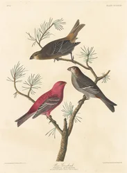 Sosnowy grubodziób, 1837.