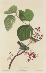 Pokrzewka sosnowa, 1832.