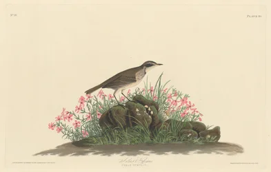 Arkusz tytułowy Prerii, 1830.