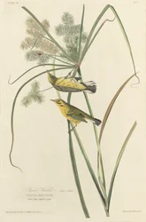 Pokrzewka preriowa, 1827.