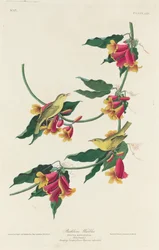 Pokrzewka Rathbone, 1829.