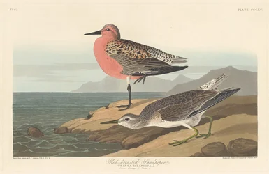 Brodzik czerwonobrzuchy, 1836.