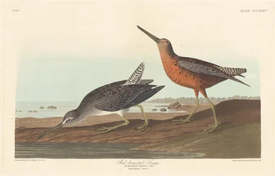 bekas czerwonolistny, 1836.