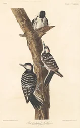 Dzięcioł czerwonoczuby, 1837
