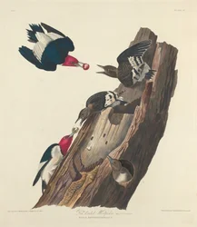 Dzięcioł rudy, 1828.
