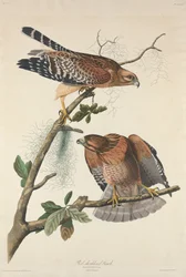 Czerwony jastrząb, 1829.