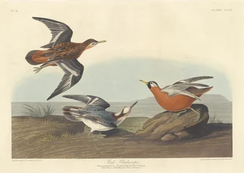 Czerwona Falarope, 1835.