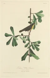 Żółte gardło Roscoe, 1827.