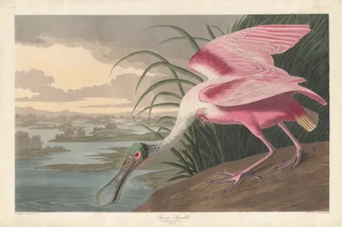 Warzęcha różowa, 1836.