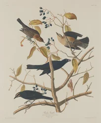 Zardzewiały Grakle, 1833.