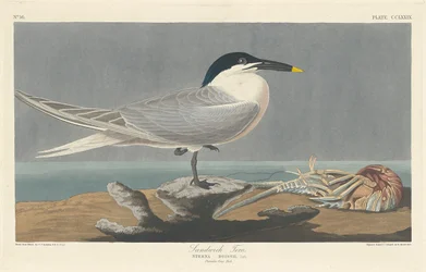 Rybitwa kanapkowa, 1835.