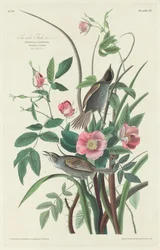 Dziwonia nadmorska, 1830.
