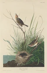 Zięba ostrosterna, 1832.