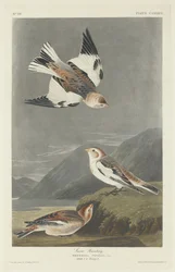 Trznadel śnieżny, 1834.