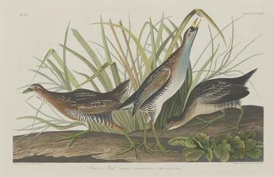 Sora lub Rail, 1834.