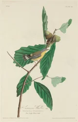 Warbler Swainsona, 1828.