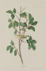 Tennessee Warbler, 1832.
