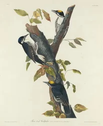 Dzięcioł trójpalczasty, 1832.