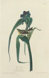 Vigors Vireo, 1828.