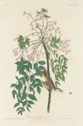 Białooki łapacz much, 1829.